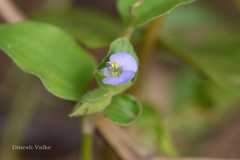 Commelina benghalensis